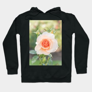 Perfect Pastel Peach Rose Hoodie